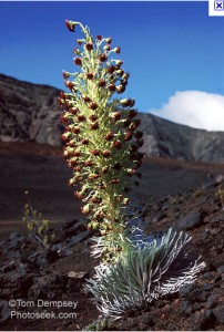 2010-08-28_09.16.30-202x300.jpg
